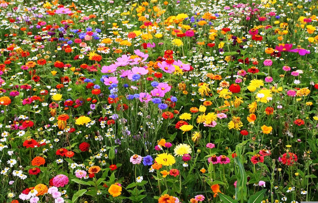 Image result for wildflowers