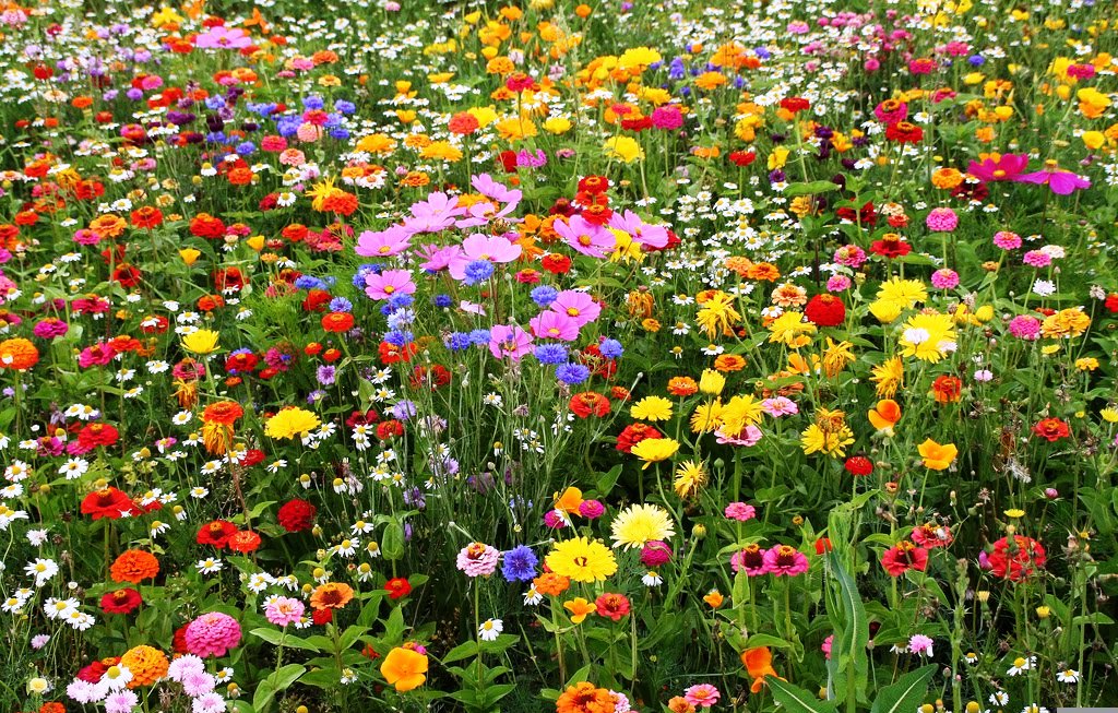 Free Wildflower Seeds The Jewish Lady