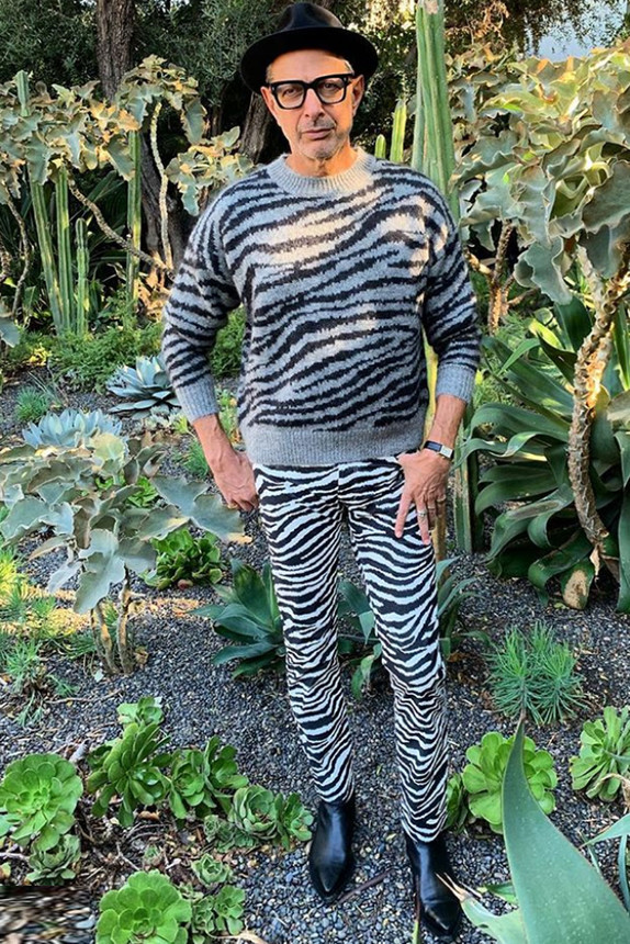 Crazy Men's Fashion Jeff Goldblum in Zebra Outfit The Jewish Lady